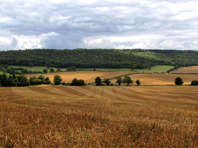 View across wheat field looking at woods